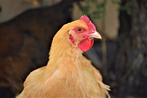 Buff Orpington Chickens All You Need To Know About This Delightful