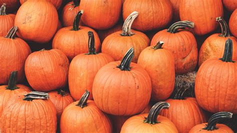 1920x1080 Wallpaper Pumpkin Harvest Autumn Ripe October Pumpkin