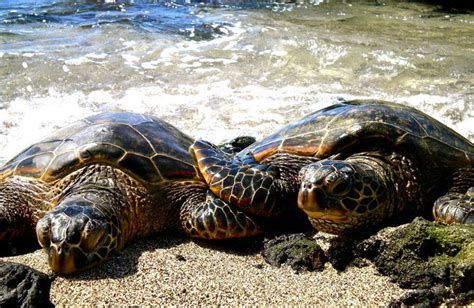 Green Sea Turtles Kona Hawaii