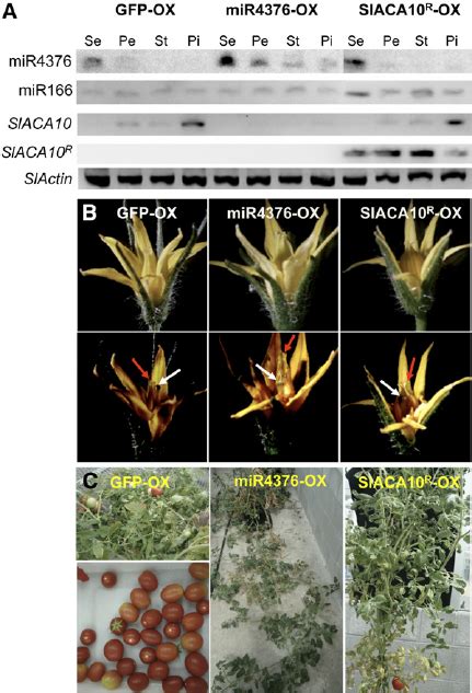 Transgenic Overexpression Of Mir4376 Or The Cleavage Resistant Aca10