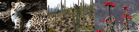 top 177 clima flora y fauna de regiones secas anmb mx