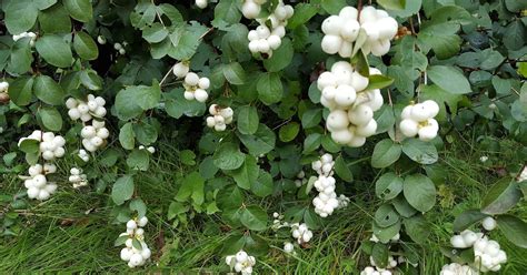 How To Grow The Snowberry Symphoricarpos Albus The Garden Of Eaden
