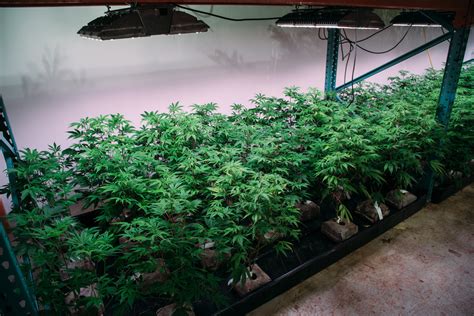 Best Indoor Grow — Touring Washington's House of Cultivar