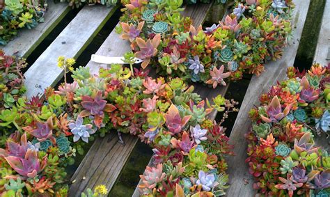 2 of 14 teacup succulent garden. Succulent Container Garden Ideas Photograph | Succulent Cont