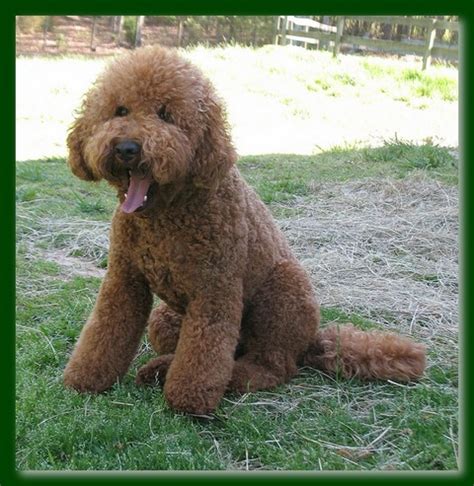 Join us to learn some tips and tricks on poodle grooming and to chat. Southern Charm Labradoodles - American and Australian ...