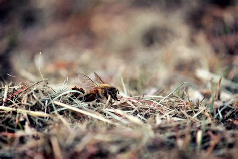 Do Bees Make Nests Underground Wildlife Troopers