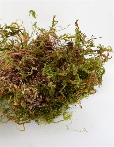 Sphagnum Moss Dried Sheet Moss Pistils Nursery