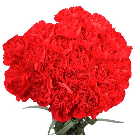 100 Stems Of Red Carnations Beautiful Fresh Cut Flowers Express