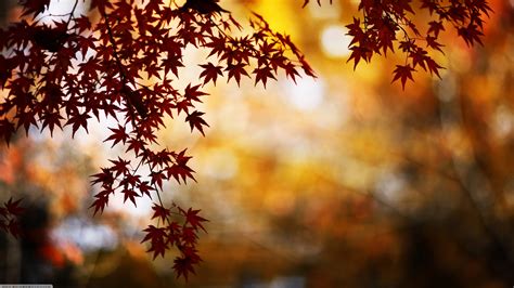 Wallpaper Nature Leaves Fall Trees Plants Outdoors 3840x2160