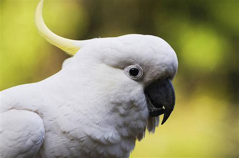 8 Top Friendly Pet Bird Species