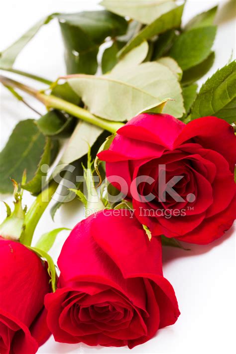 Red Roses Stock Photo Royalty Free Freeimages