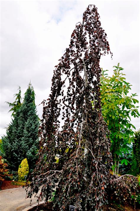 Fagus Sylvatica ‘purple Fountain Vancouver Island Grows
