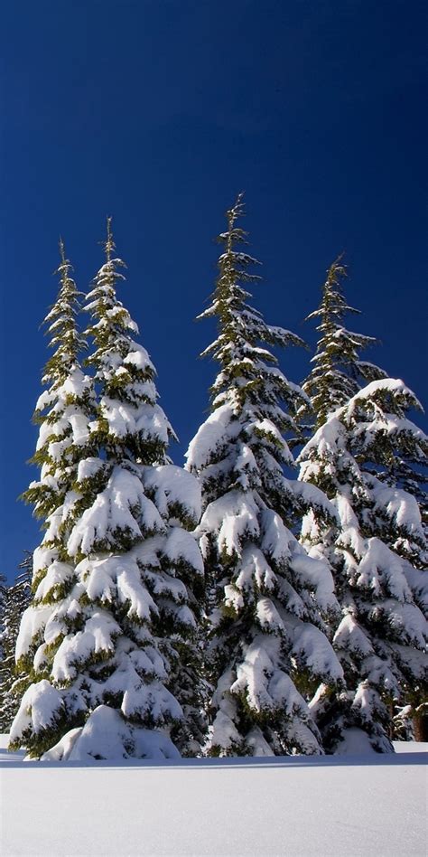 1080x2160 Winter Snow Pine Trees One Plus 5thonor 7xhonor View 10lg