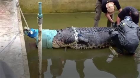 Indonesian Woman Mauled To Death By Giant Pet Crocodile Bbc News