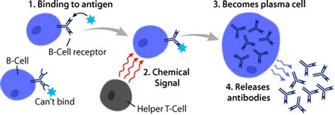 What Is The Difference Between B Cells And Plasma Cells