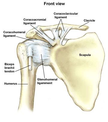 Muscles allow us to move by pulling on bones. Paragon Physiotherapy: Anatomy of the Shoulder