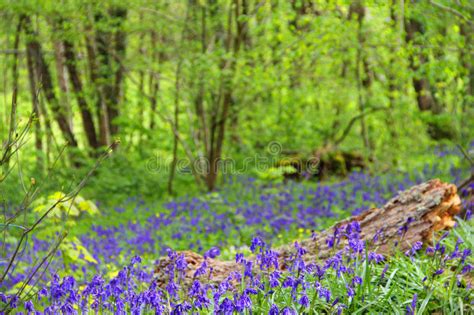 Bluebell Flowers In Spring Forest Stock Photo Image Of Spring Scenic