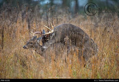 Whitetail Deer Mating Pnx 6155