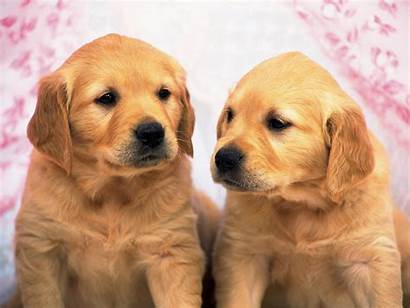 Retriever Golden Puppies Wallpapers Puppy Lab