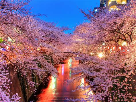 O Hanami Blossom Sakura Wallpaper Hd Nature 4k Wallpapers Images