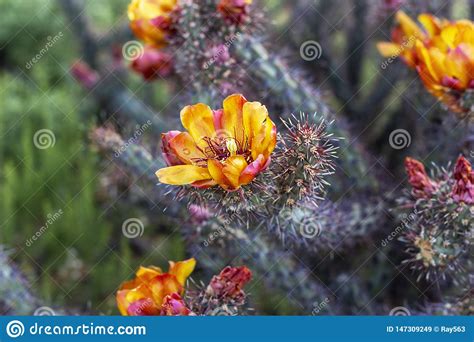 You would imagine that finding anything green, let alone open flowers, would be difficult. Close Up Vibrant Arizona Desert Cactus Flower Blooming ...
