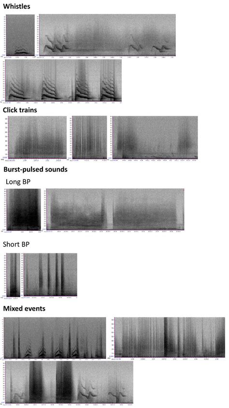 Example Of Spectrograms Of All Vocal Categories And Call Types Sampled