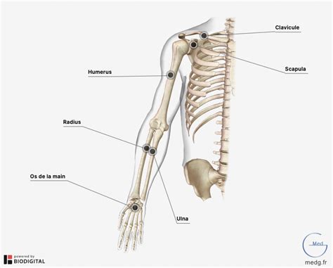 Anatomie Du Membre Images