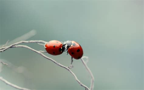 Ladybugs Love Couple Wallpapers Hd Desktop And Mobile Backgrounds