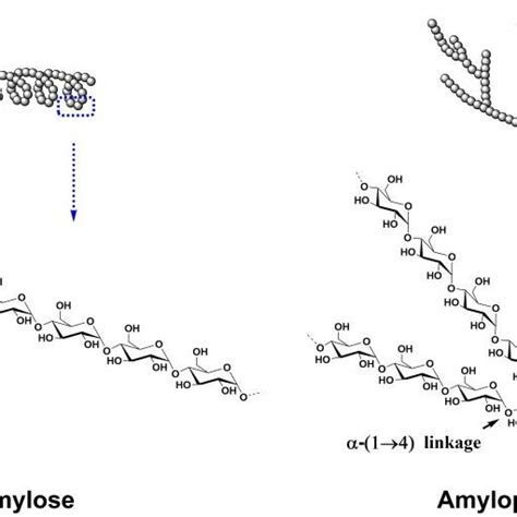 Illustration Of The Structure Of Amylose And Amylopectin Download