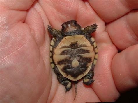 Awww Cutest Turtle Ever Baby Turtles Cute Turtles Turtle
