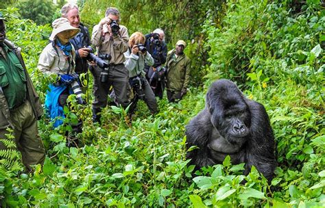 Bwindi Impenetrable National Park The Ultimate Gorilla Experience