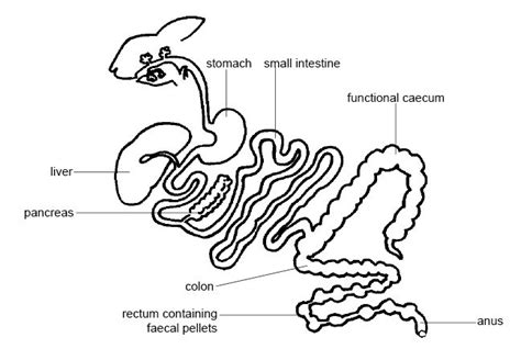 Anatomy And Physiology Of Animalsthe Gut And Digestion Wikibooks