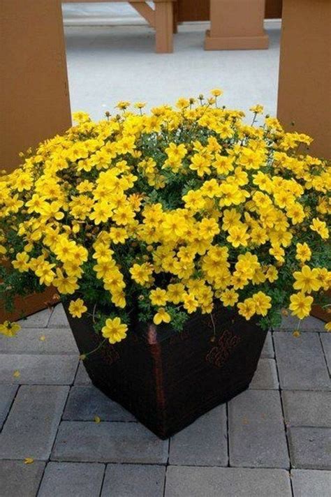 42 Beauty Full Sun Container Plants To Decorate Yard In 2020