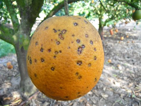 Citrus Diseases Citrus Tree Diseases And Treatment