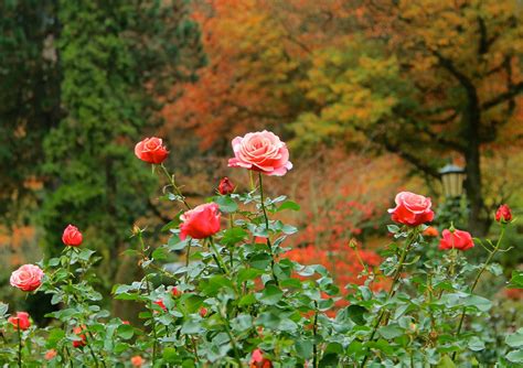 Autumn Roses International Rose Test Garden The Internat Flickr