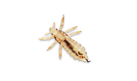 Our experts have been guaranteeing complete pest control and rodent control to. Identify Your Pest | Safeguard Pest Control
