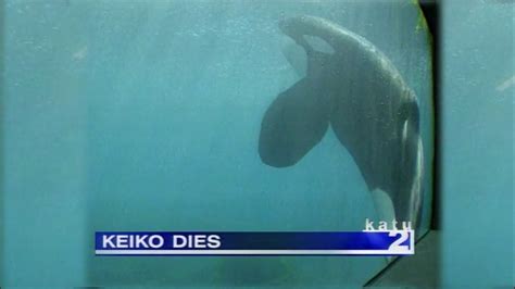Keiko The Whale Dead