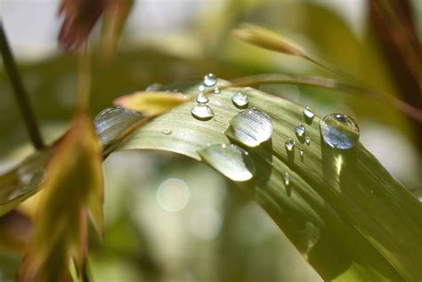 Drop Of Water Nature Raindrop Green Leaf Close Up Drip Plant
