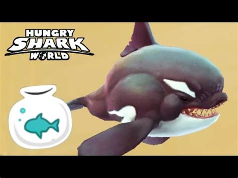 Has the highest health beside !! tier sharks. Hungry Shark World - New Baby Killer Whale - Will - YouTube