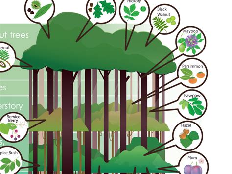 Forest Layers Diagram