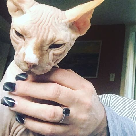 Pure breed, fully vaccinated, microchip, vet health certificate, 1 month health new!!!! Sphynx Kittens For Sale Nj