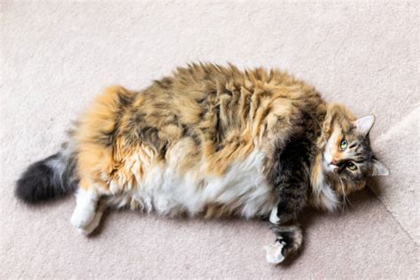 Post pics of your maine coons! Best Fat Pussy Cat Stock Photos, Pictures & Royalty-Free ...
