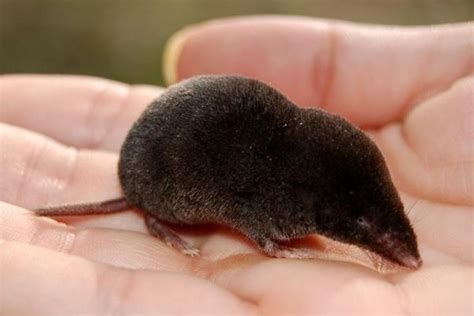 The Worlds 6 Smallest Mammals Live Science