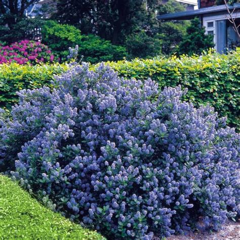 Beautiful Ceanothus Shrubs In The Yard Bushes And Shrubs Planting