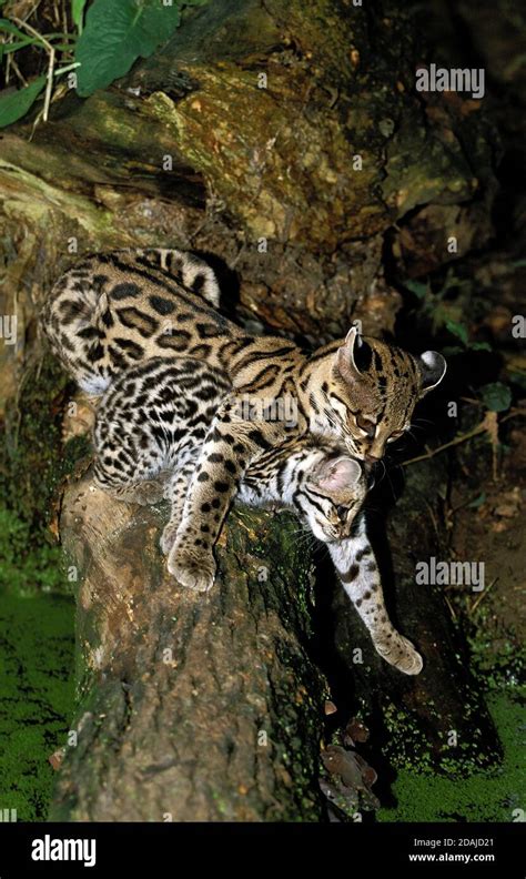 Margay Cat Leopardus Wiedi Female Carrying Cub In Mouth Stock Photo