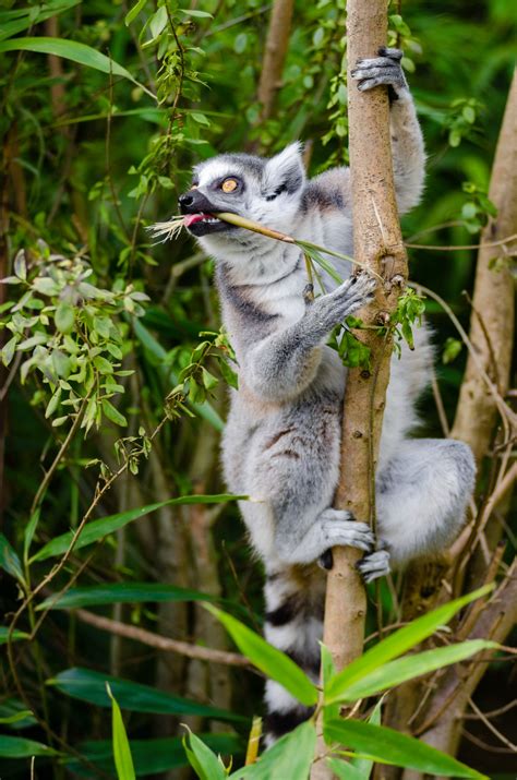 Images Gratuites La Nature Branche Animal Faune Zoo Jungle
