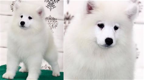 Best Samoyed Puppies Best Samoyed Kennel 9548400013☎️📲 Awesome