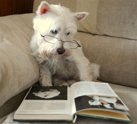 10 Absolutely Adorable Animals Reading Books Amreading