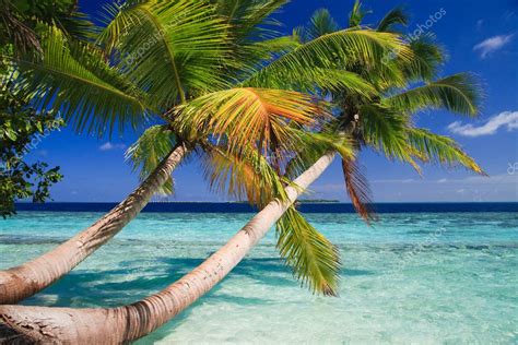 Tropical Paradise At Maldives Stock Photo By ©anobis 2869836