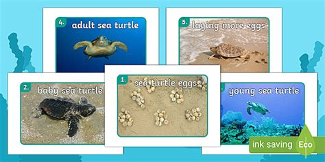 Life Cycle Of A Sea Turtle Display Photos Teacher Made